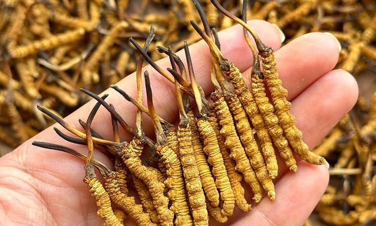 冬蟲夏草保存時(shí)長：專家解析關(guān)鍵影響因素與期限界定