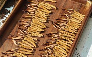 冬蟲夏草現(xiàn)在不值錢了嗎？2026年市場(chǎng)真相揭秘