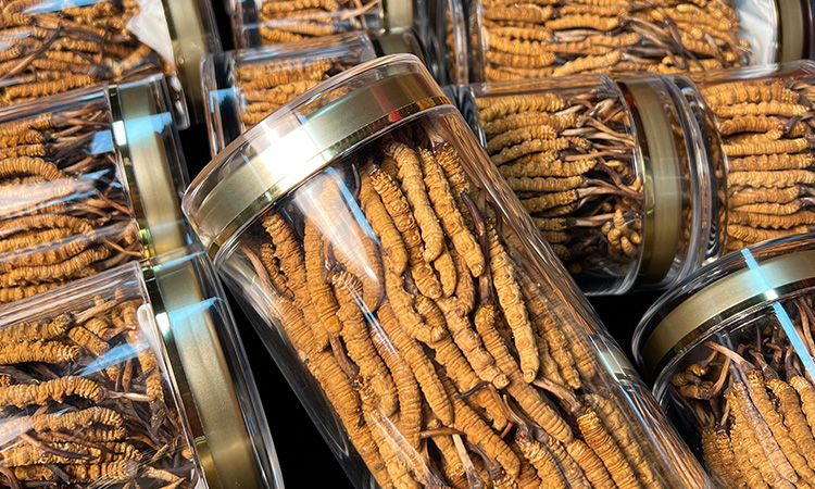 揭秘適合冬蟲夏草生長(zhǎng)的環(huán)境 