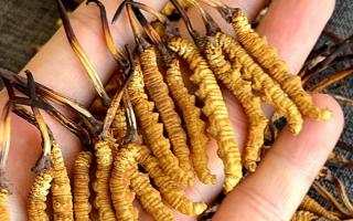 冬蟲夏草什么地方有賣？西藏那曲蟲草網(wǎng)教你選對渠道、買對正品