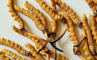 冬蟲夏草保存的最佳溫度，西藏那曲蟲草網(wǎng)教你鎖住雪域珍草營養(yǎng)