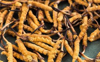 藏區(qū)特產(chǎn)冬蟲夏草是什么？西藏那曲蟲草網(wǎng)為你全面解密