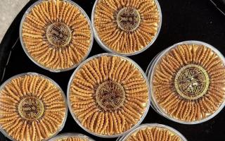 正宗那曲冬蟲夏草其實(shí)很便宜，打破高價(jià)迷局，回歸價(jià)值本質(zhì)