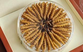 冬蟲夏草不養(yǎng)生會(huì)怎么樣？正視滋養(yǎng)價(jià)值，規(guī)避認(rèn)知誤區(qū)