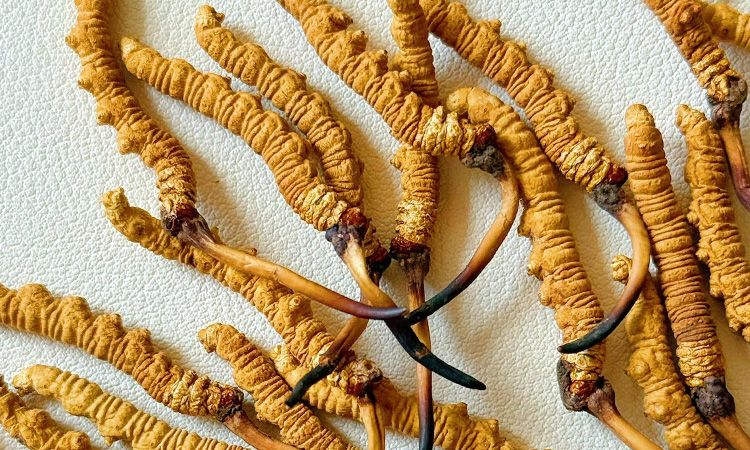 冬蟲夏草市場(chǎng)價(jià)格