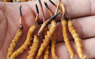 哪里買冬蟲夏草好？3大靠譜渠道+避坑攻略