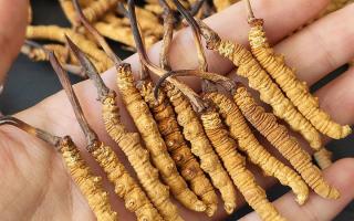 西藏那曲蟲草網(wǎng)詳解：哪些地方能長冬蟲夏草？核心產(chǎn)區(qū)全解析