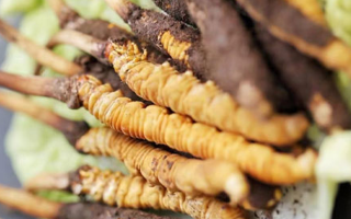 雪域珍草可尋蹤——西藏那曲蟲(chóng)草網(wǎng)教你找準(zhǔn)冬蟲(chóng)夏草正規(guī)購(gòu)買渠道