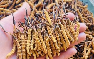 35元一根的冬蟲夏草能買嗎？——揭秘低價蟲草真相