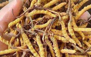 冬蟲(chóng)夏草買(mǎi)什么品牌好？西藏那曲蟲(chóng)草網(wǎng)權(quán)威推薦，避開(kāi)陷阱選對(duì)正宗好草