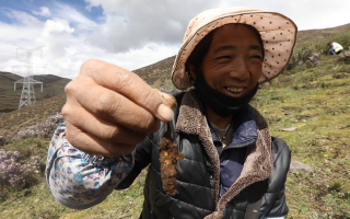 西藏哪個(gè)地區(qū)冬蟲(chóng)夏草好？那曲蟲(chóng)草穩(wěn)居品質(zhì)之巔