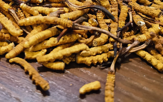 揭秘：什么樣的冬蟲夏草品質(zhì)最好？