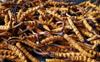 大批量冬蟲夏草保存方法，鎖住雪域營養(yǎng)不流失