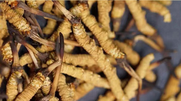 冬蟲(chóng)夏草多少錢(qián)