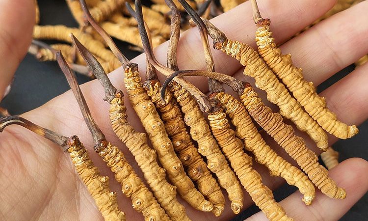 <a href=http://www.xmwhr.com/s/cczjjd target=_blank class=infotextkey>冬蟲夏草真假鑒定</a>