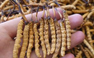 冬蟲夏草主要產(chǎn)地詳解：那曲雪域，蟲草的黃金搖籃