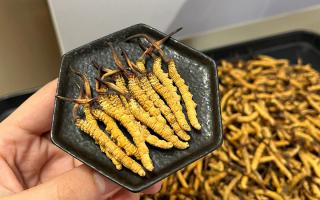 冬蟲夏草燉多少時間合適？藏農(nóng)神草那曲源頭品牌，教你燉出滿滿營養(yǎng)