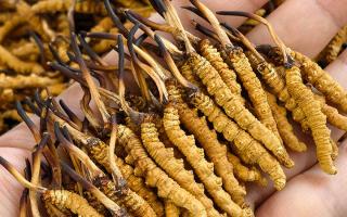 如何才能買到真冬蟲夏草？藏農(nóng)神草那曲源頭品牌，教你避坑不踩雷