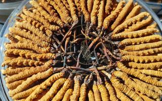 冬蟲夏草保存盒能放多久？藏農(nóng)神草那曲源頭品牌，教你科學(xué)存出好品質(zhì)